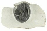 Hollardops Trilobite - Ofaten, Morocco #196964-1